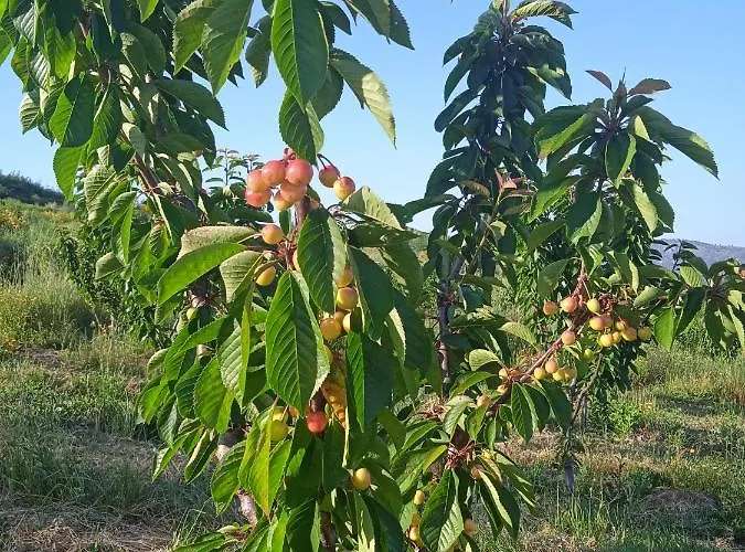 Quinta Do Passadico *
